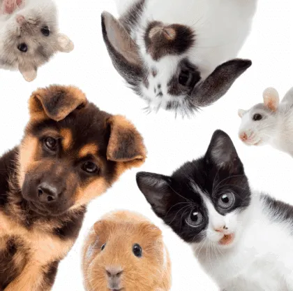 Vivir con animales de compañía