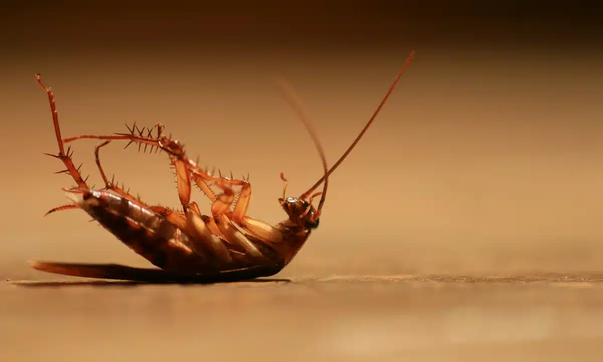 un remedio natural para ahuyentar a las cucarachas es el orégano