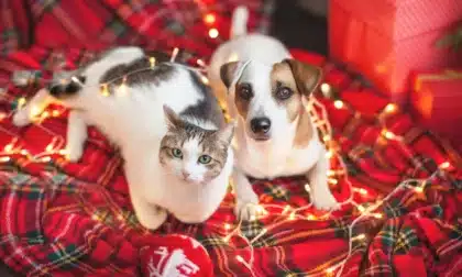 Cuida a tus mascotas con una decoración segura en Navidad