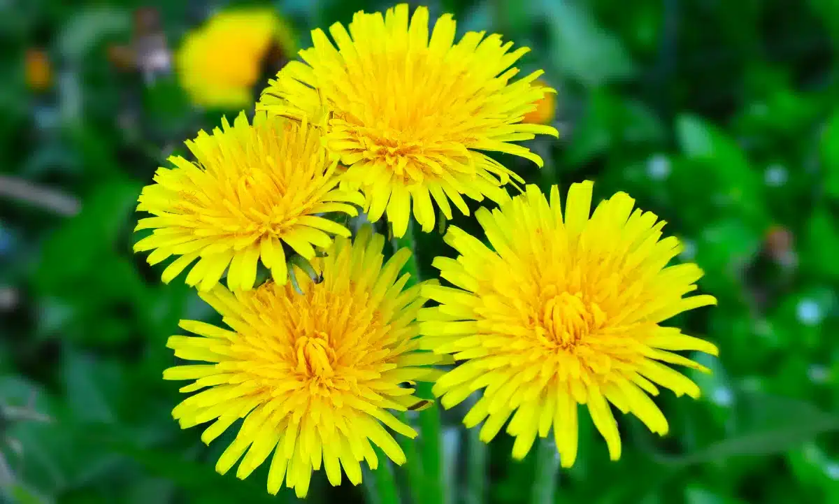 Más que una flor silvestre, el diente de león representa superación, claridad y prosperidad.