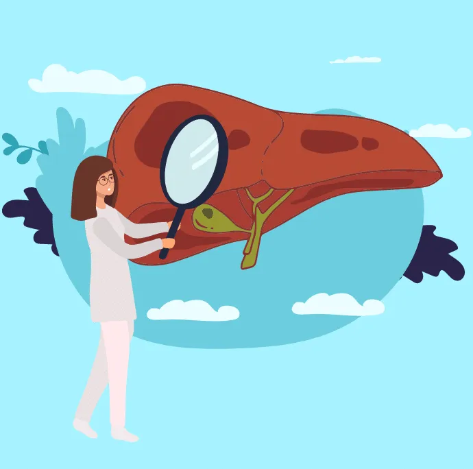 el hígado y la vesícula biliar