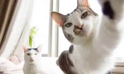 El verdadero origen del gato doméstico: ADN antiguo revela una historia sorprendente