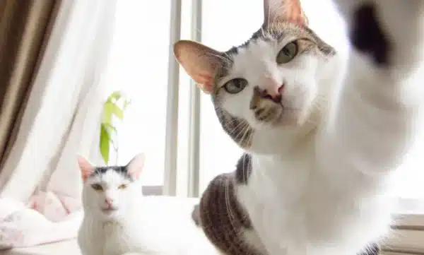 El verdadero origen del gato doméstico: ADN antiguo revela una historia sorprendente