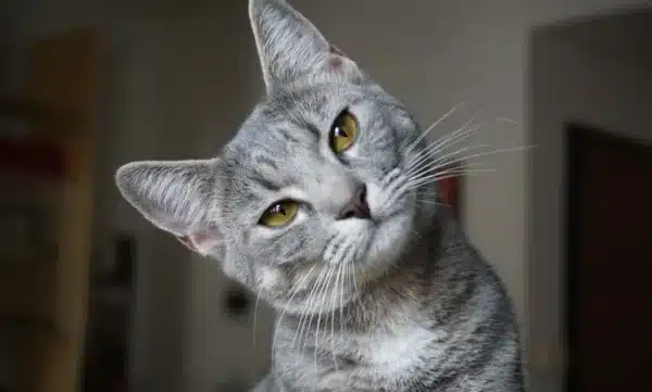 El verdadero origen del gato doméstico: ADN antiguo revela una historia sorprendente