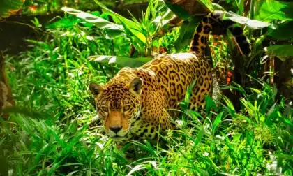 la población de jaguar aumenta 30% en México