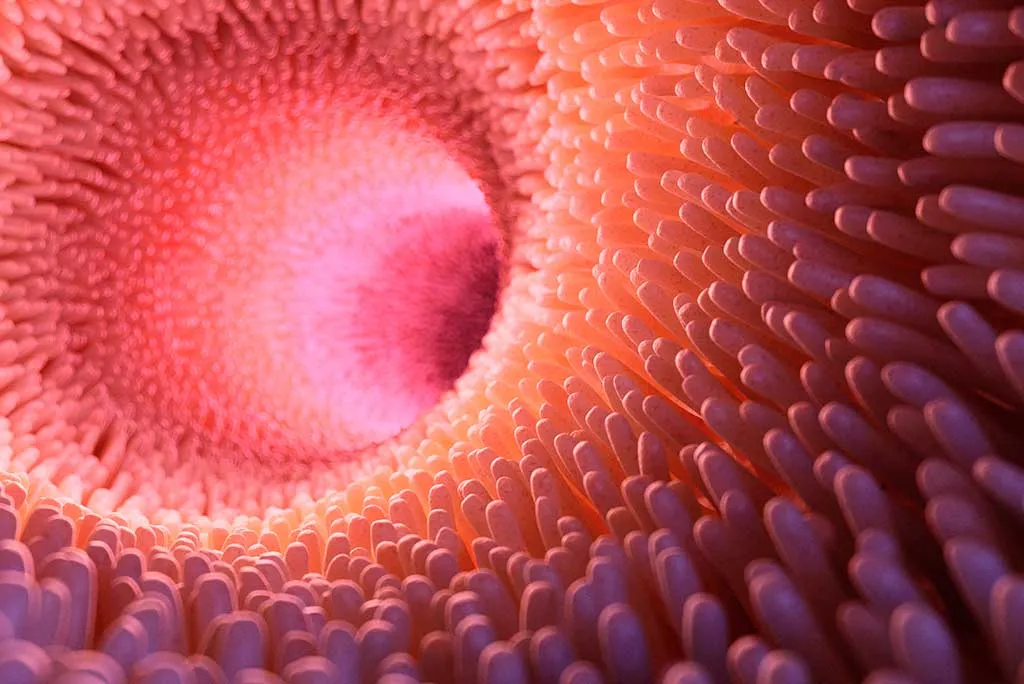 los probióticos a yudan a tu salud