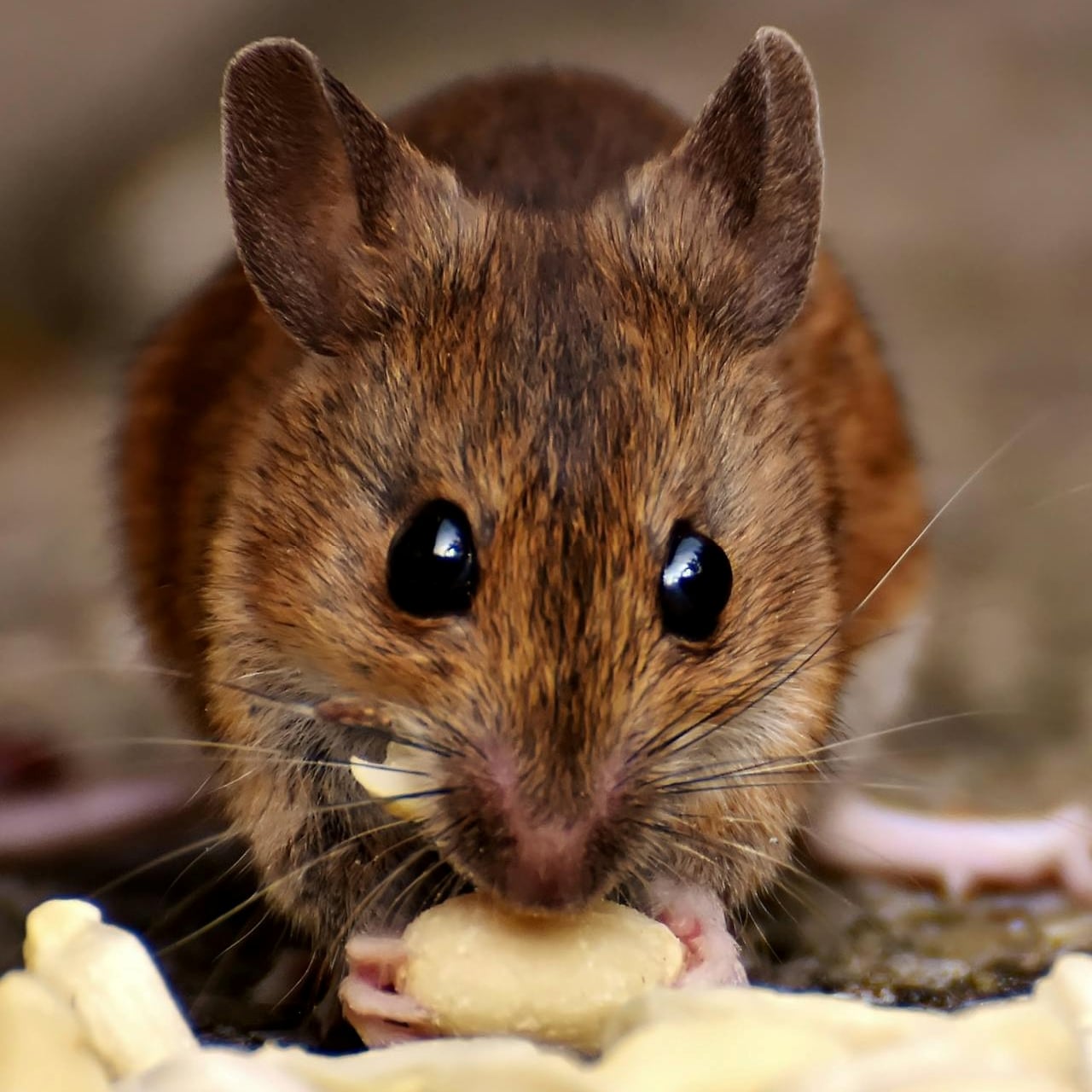 comportamientos repetitivos