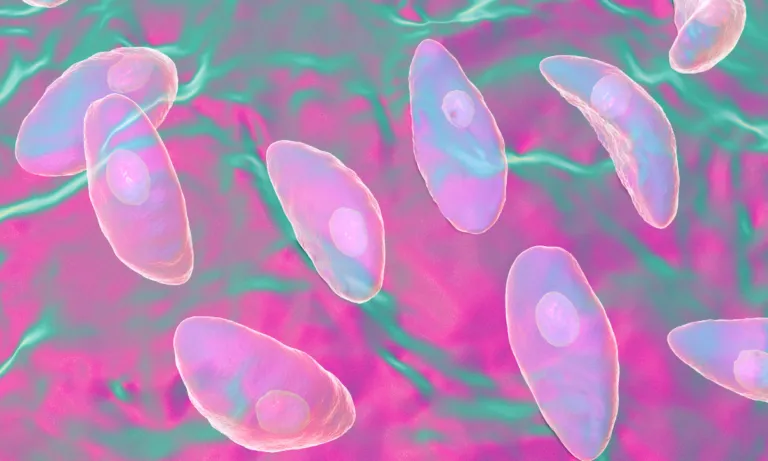 Un nuevo estudio de 2026 revela que el Toxoplasma gondii no está 