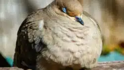 El misterioso mundo de los sueños en animales: lo que sabemos