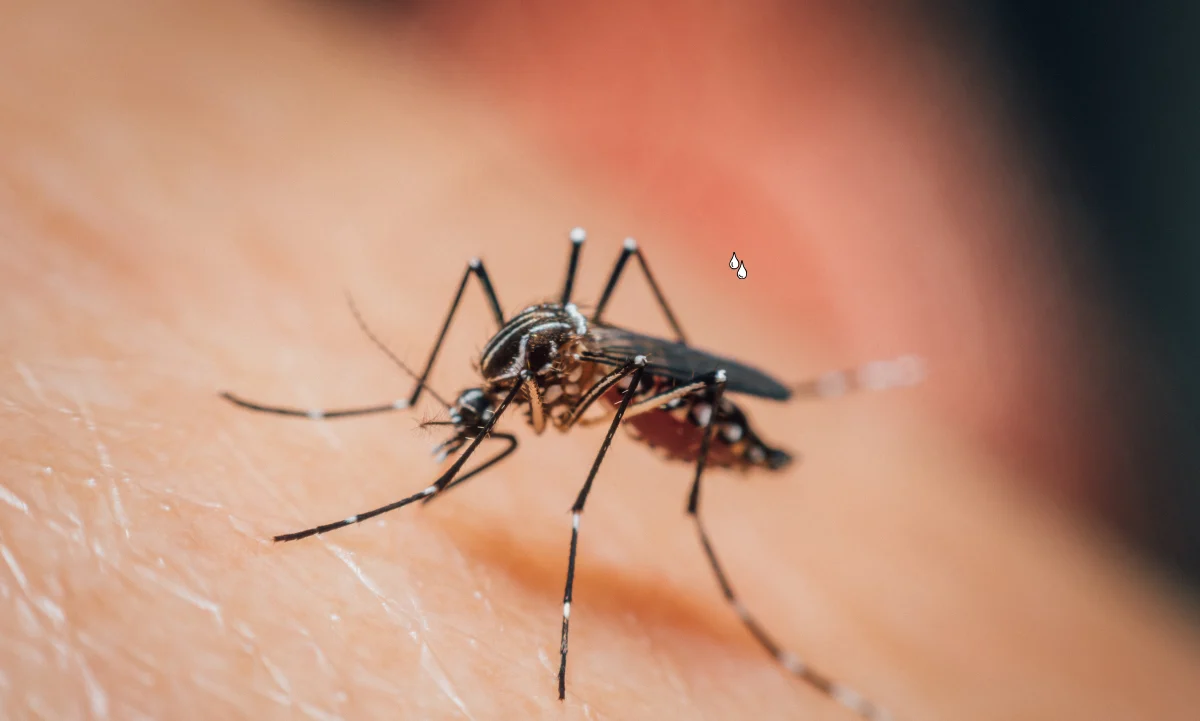 Google para controlar mosquitos transmisores de enfermedades