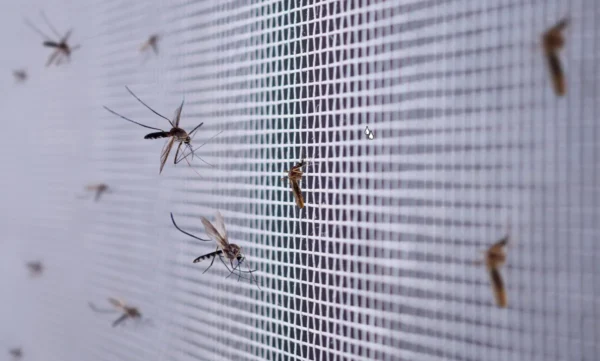 Google para controlar mosquitos transmisores de enfermedades