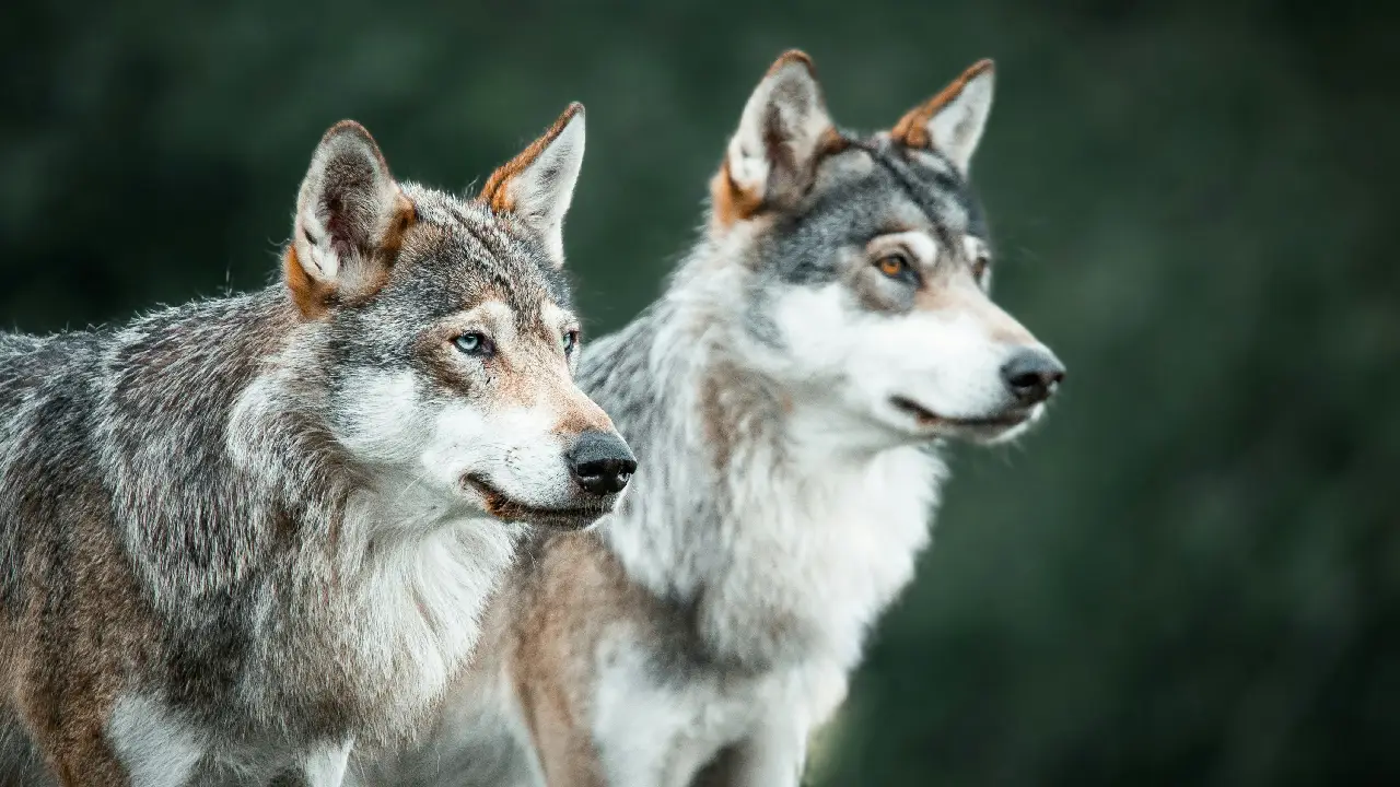 La increíble historia de cómo los lobos se convirtieron en perros