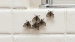 ¿Por qué aparecen pequeñas moscas en el baño? El misterio de los insectos de la coladera