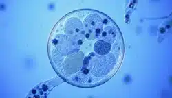 Conoce los síntomas de la ciclosporiasis y aprende a desinfectar tus vegetales para evitar contagios por Cyclospora.