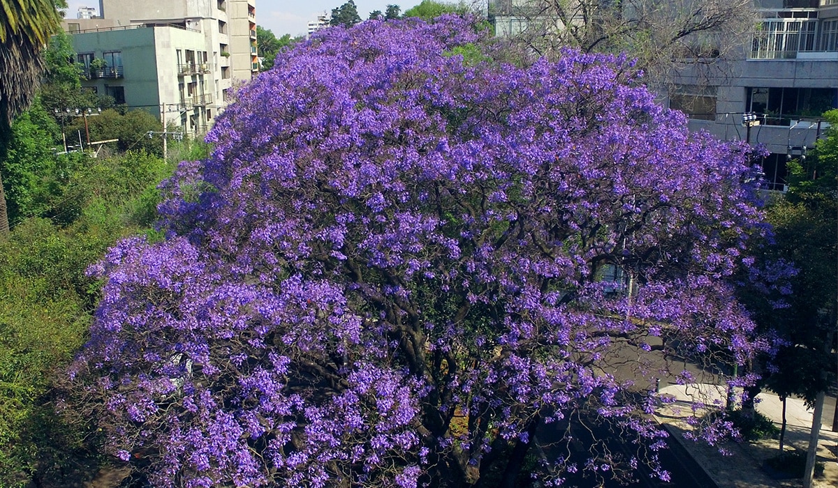 ¡Amamos las Jacarandas! Pero, ¿cómo llegaron a la ciudad de México?